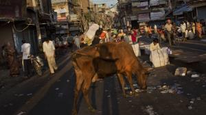 Muslim Youths Caught With ‘Ox Hide’...